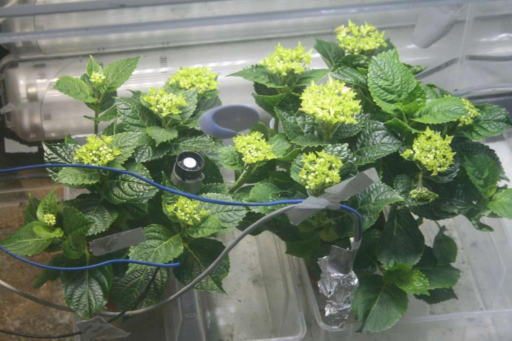 Hortensia i