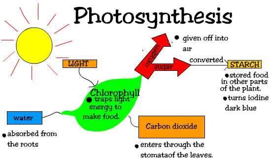 Photosynthesis Photosynthesis is simply the process by which organisms convert solar energy to chemical