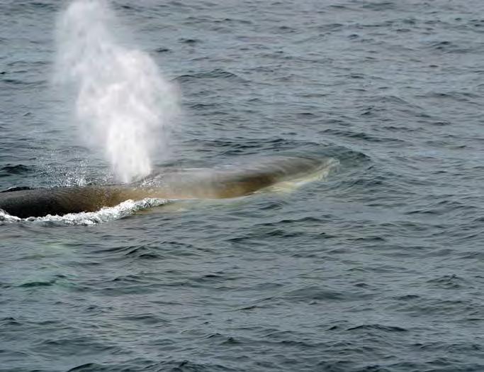 12 havets ressurser og miljø 26 KAPITtel 2 økosystem norskehav e T 2.3.6 Hval Norskehavet huser betydelige mengder hval som beiter på plankton, pelagisk fisk og blekksprut.