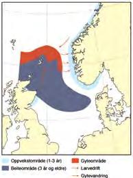 138 havets ressurser og miljø 26 KAPITtel 3 økosystem nordsjøen/skagerrak 3.3.5 Sei i Nordsjøen og vest av Skottland Gytebestanden er i god forfatning, og fiskedødeligheten er kommet under føre-var-grensen.