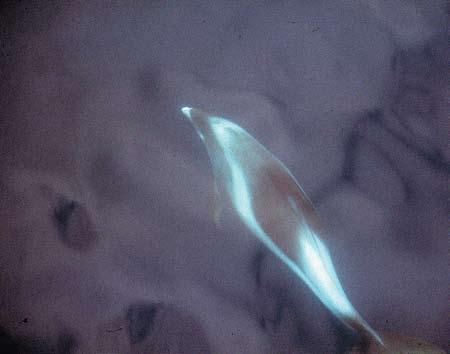 Føde: Vågehvalen er en bardehval som er tilpasset beiting på plankton, men den tar også fisk av mange slag.