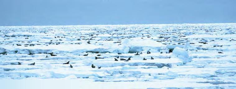 KapiTtel 1 økosystem barentshavet HAvets ressurser og miljø 26 47 Med minimale mengder lodde i økosystemet øker grønlandsselens inntak av andre fiskeslag.