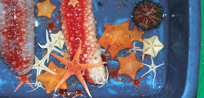 KapiTtel 1 økosystem barentshavet HAvets ressurser og miljø 26 71 Pigghuder, som sjøpølse, sjøstjerner, slangestjerner og kråkeboller, i all sin prakt.