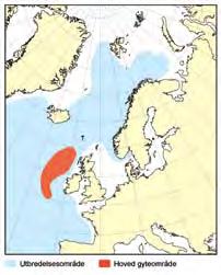 KapiTtel 2 økosystem norskehavet HAvets ressurser og miljø 26 93 2.3.2 Kolmule I 25 var den norske kolmulefangsten på om lag 735. tonn, mot 96. tonn i 24.
