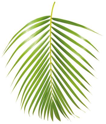 PALMESØNDAG Den første dagen i den stille uka kalles palmesøndag.