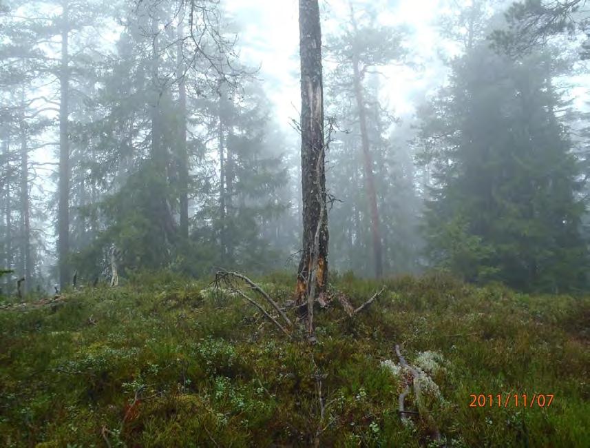 Typisk skogbilde fra Skjettenkollen.