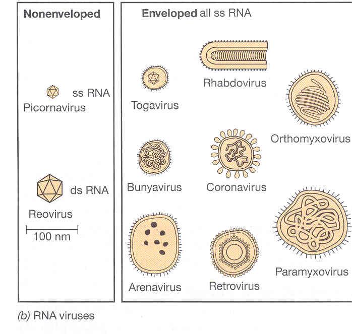 RNA virus