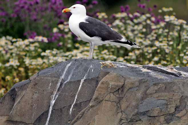 Makrellterne (Mt) Sterna hirundo 8 6 975 977 979 98 983 985 987 989 99 993 995 997 999 3 5 7 Figur. Antall hekkende par makrellterne 98 par, på Sandspollskjær og på Østre Hjelpskjær.