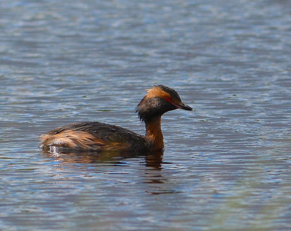 Horndykker (Podiceps auritus) i Buskerud 2016