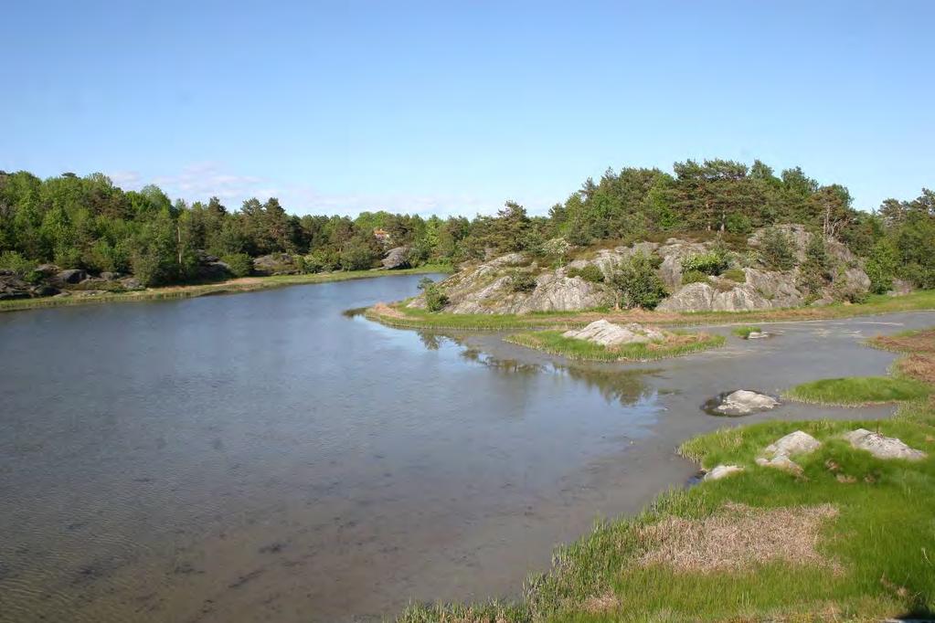 Terner Makrellterne har også hatt en urovekkende nedgang i bestanden de siste årene. Årets resultat på 83 par er en dog en oppgang fra de fire foregående år (35, 33, 59 og 80 par).