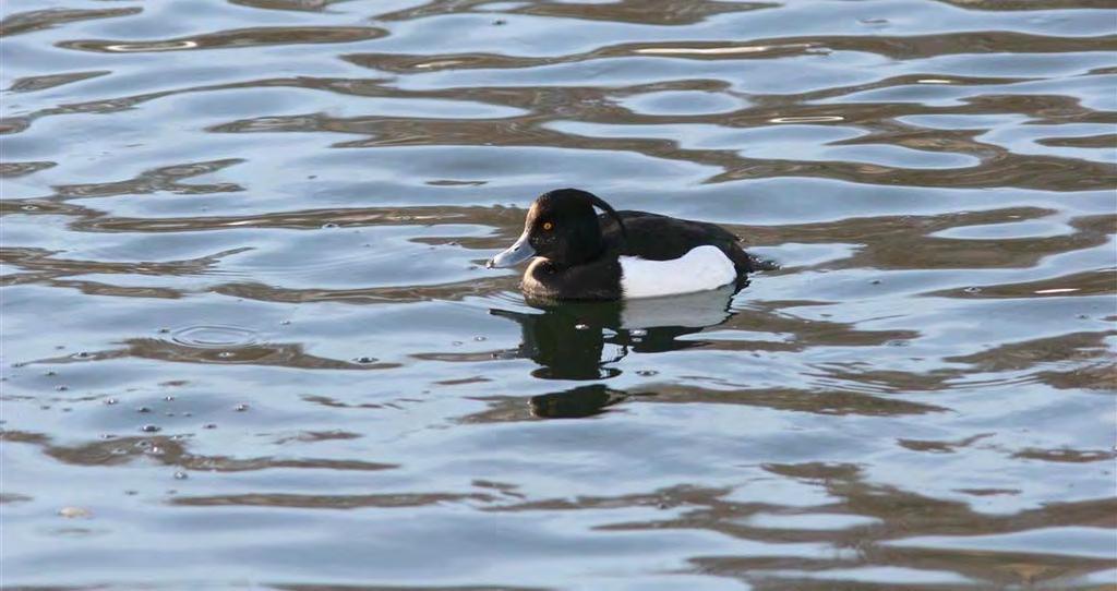 Toppand Figur 5. Toppand hann. Foto: Rune Solvang.