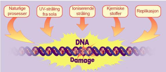 Skader på arvemolekylet DNA Cellenes normale liv: 25 000-70 000 skader pr celle pr dag Stråling, 4 msv i