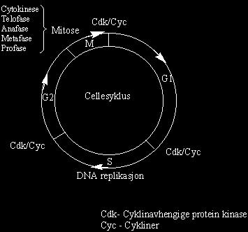 Cellesyklus Strålefølsomheten