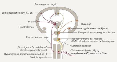 Figur 1. Smertesystemet. Affenrente smertebaner (til venstre) og nedadgående smertemodulerende baner til høyre. Figuren er hentet fra Brodal (2005). 2.2 Nocisepsjon vs.