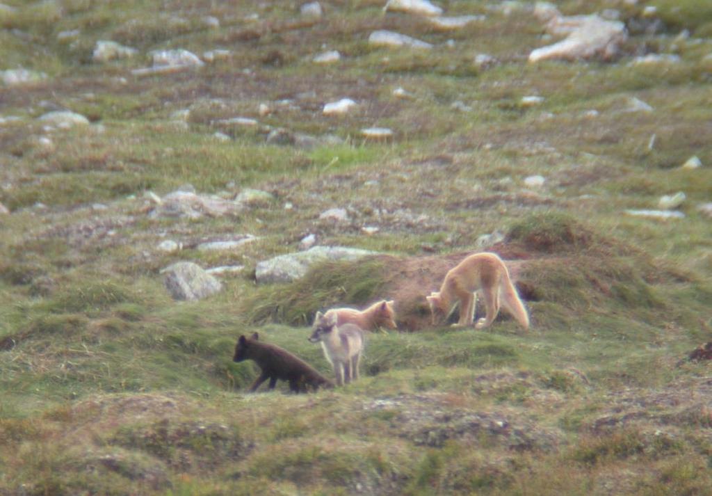 Artsfakta Artsbeskrivelse og kjennetegn Beskrivelse av fjellreven Fjellrev (Vulpes lagopus, tidligere Alopex lagopus) er en liten rev med kort snute og korte ører.