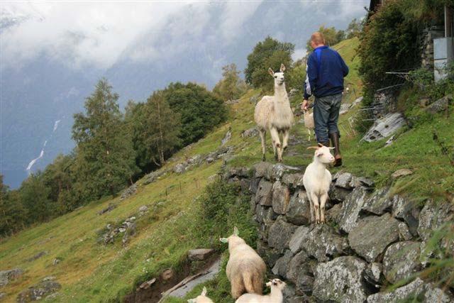 Eksempel på piloter Regional kultur- og naturpark i Valdres og Aurland Jondal Flytt