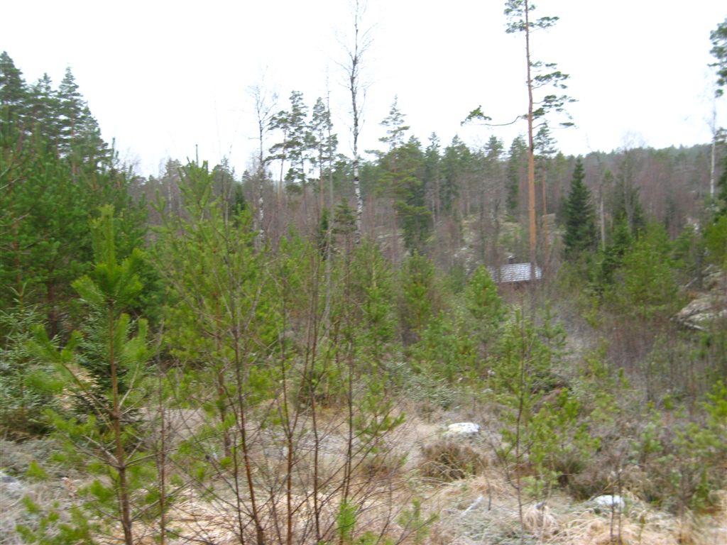 grasdominert fattigskog med bjørk.