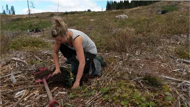 Munkrøstad 50 da, sydvendt og lite hegg. Klargjort våren 2014. Fresing av stubber Frø til lavlandet i Trøndelag Etablering Både 2. gen. (fremoverrettet ) materiale og 1. gen. materiale. 2. gen.: To avkomforsøk (1982), materiale fra Lyngdal frøplantasje.