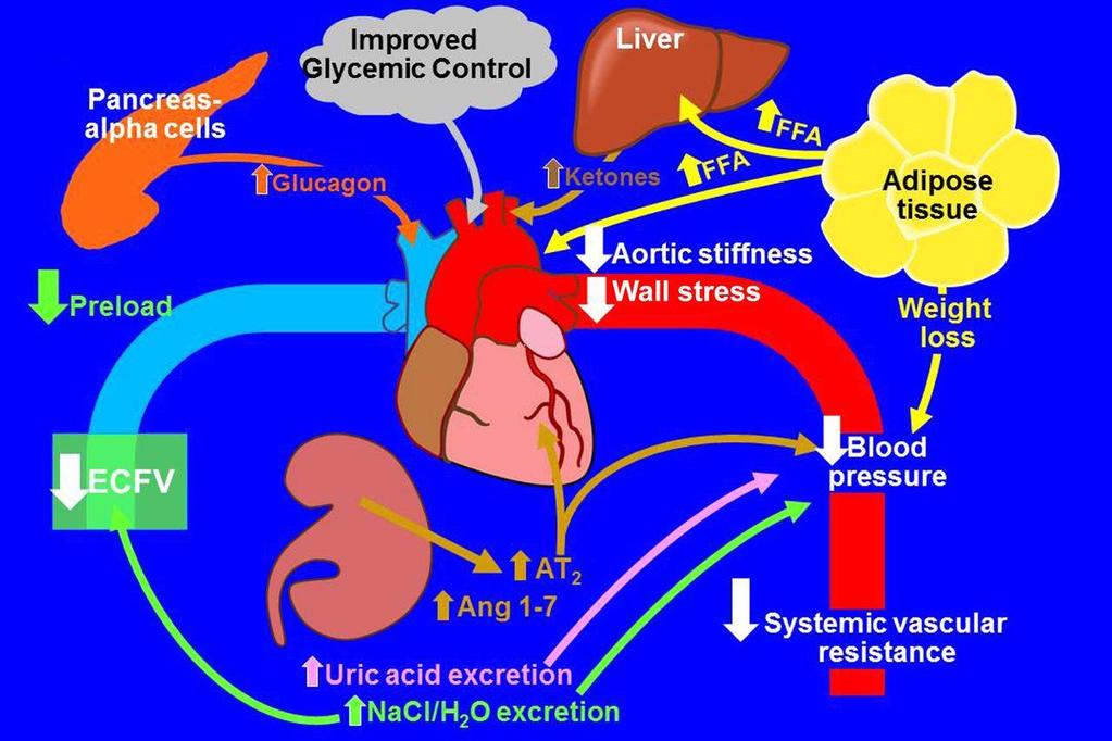 Mulige metabolske og hemodynamiske mekanismer som førte til mortalitet og