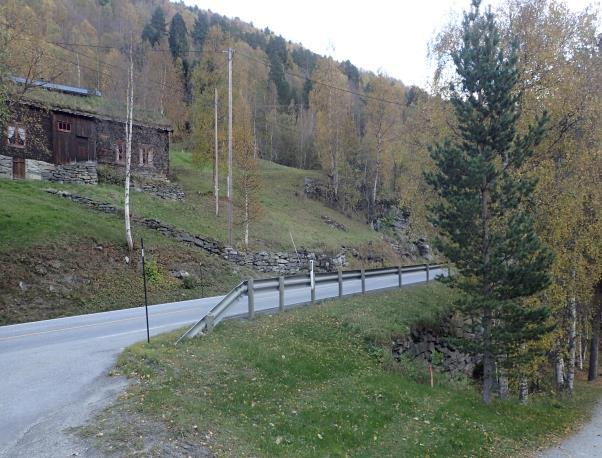 Mye av skogen har bjørk som dominerende treslag, eller er en blanding av bjørk og furu, med innslag av andre løvtreslag som gråselje, gråor og rogn.