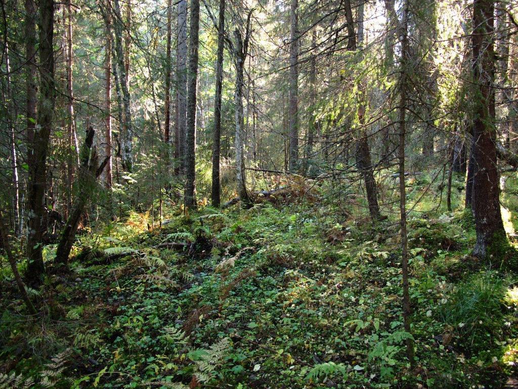 Bilder fra området Ramfoss NR utv.