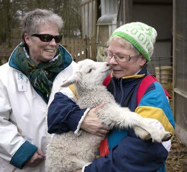 AKTUELT Tormod Ugelstad (tekst) Martin Lundsvoll (foto) nyfødte lam rundt i innhegningene. Synet av de små svarte og hvite ullbuntene sprer glede, både hos deltakere og tilskuere.