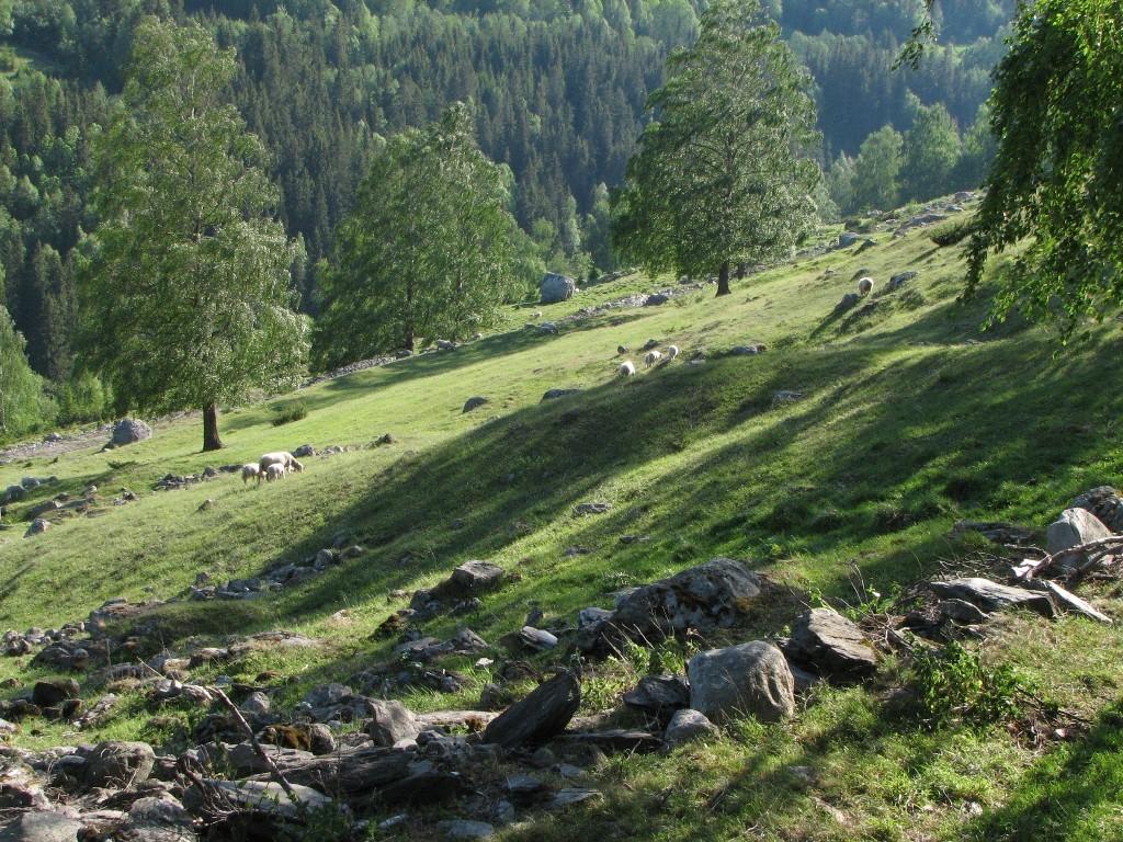 Handlingsplan og skjøtsel Staten skal utarbeide handlingsplaner for utvalgte naturtyper Verken kommunen eller