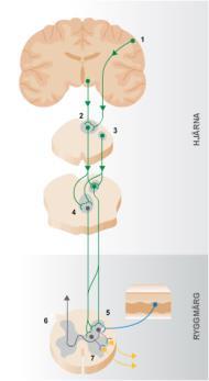 nervefibrer B = Eksitasjon av motornevron (refleks), som ikke er en del av den oppadgående nervebanen C = Thalamisk relé D = Kortikal smertepersepsjon (kognitiv og emosjonell) E = Retikulær