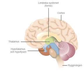 ?? «Breiviks» epidural blanding: - Bupivakain 1 mg/ml - Fentanyl 1 microg/ml - Adrenalin 1 microg/ml Hjernens rolle Områdene i hjernen som er med i smertepersepsjon: Thalamus: spredning av