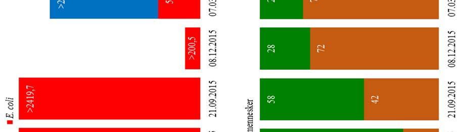 bakterier og Escherichia coli (E.