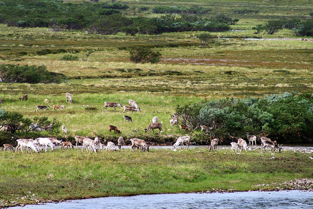 Sub-arkris og lav-arktisk tundra i Finnmark: -> Høye tettheter av rein forhindrer spredning av vierkratt Ravolainen et al. in prep Ravolainen et al. in prep 35 35 30?2?