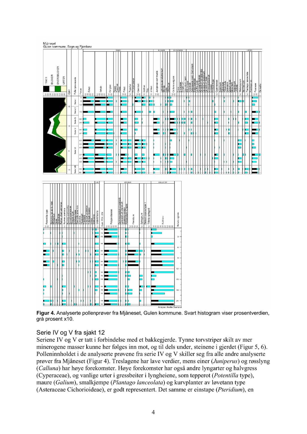 Mjånefiet Gu len kommune, = Figur 4. Analyserte pollenprøver fra Mjåneset, Gulen kommune. Svart histogram viser prosentverdien, grå prosent x1 O.