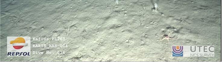 Lasermål; 28,2 cm C: Transekt KR15_HS_004; bunn, fauna; til høyre: Stilksvamp