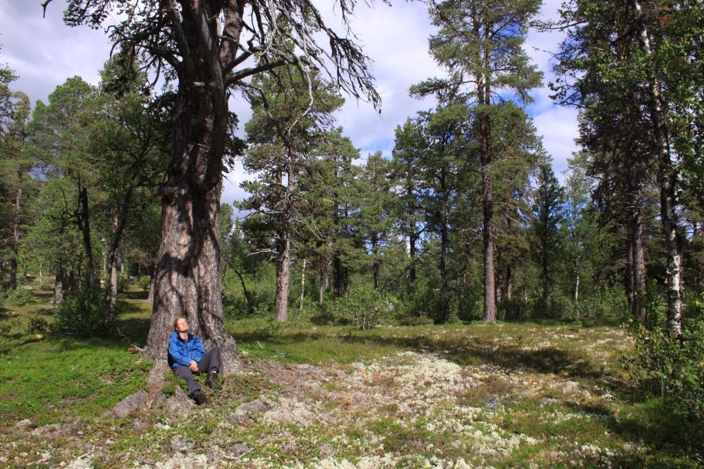 Foto: Geir Høitomt Lokalitet/delområde: Revåfoten - Dokkvollan Feltsjekk: GHØ 3.6.