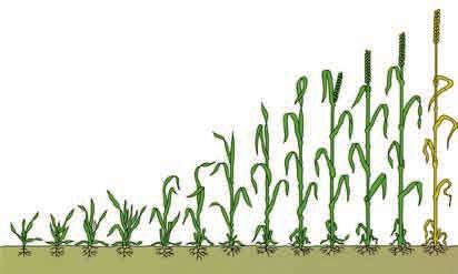 Vedlegg / Bioforsk FOKUS 3 (2) 189 Utviklingsstadier i korn I flere av artiklene i denne publikasjonen blir det referert til Zadoks skala for å beskrive kornplantenes utviklingsstadium.