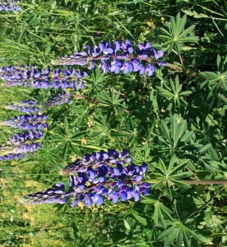 Matloven, ikke i NML Foto: Anne Kjersti Narmo Hvor finnes artene?