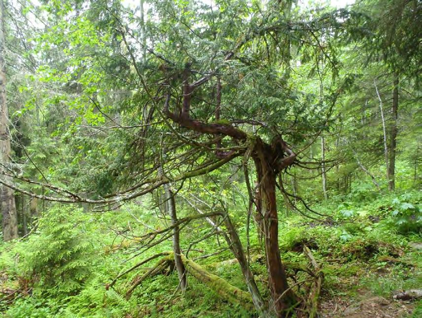 Barlind på åsen sør for Nesseterdalen.