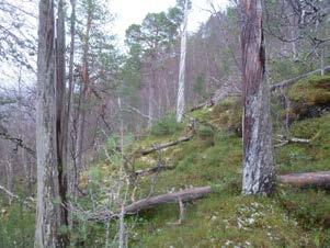 Lok. nr. 25 Reinsjøen sørvest 2 161210025 Viktig B Omtalt lokalitet er den sørligste av disse to. Naturtyperegistreringer Naturtype: Utforming: Mosaikk: Feltsjekk: Gammel barskog Gammel furuskog 17.