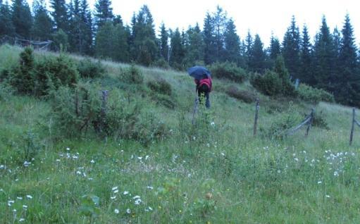 1930j tallet),ogatnedredelharværtkornåker(1953),noesomfremdelesvisespåinnslagetavåkerugras ognitrofilearter. Fremmedearter:NyseryllikerinnførttilNorge,menerikkepåsvartelista(2012).