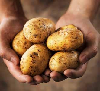 Potetene som brukes til sprit er poteter som ellers ville ha blitt kastet. Potetspriten transporters med tankbiler fra HOFFs anlegg på Gjøvik til Arcus produksjonsanlegg på Gjelleråsen.