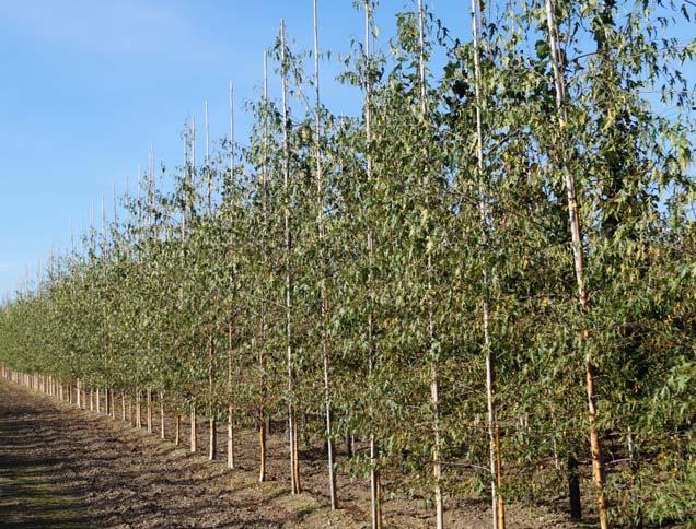 Leveringstid på løvfellende trær Kjernesortiment store antall (50stk+) Betula pendula Dalecarlica E 16 18 Treet finnes i sortimentet og per i dag er de SO 10 12.