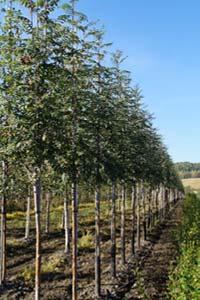 Produksjonstid på løvfellende trær Sorbus aucuparia SVEN E 10cm Sorbus