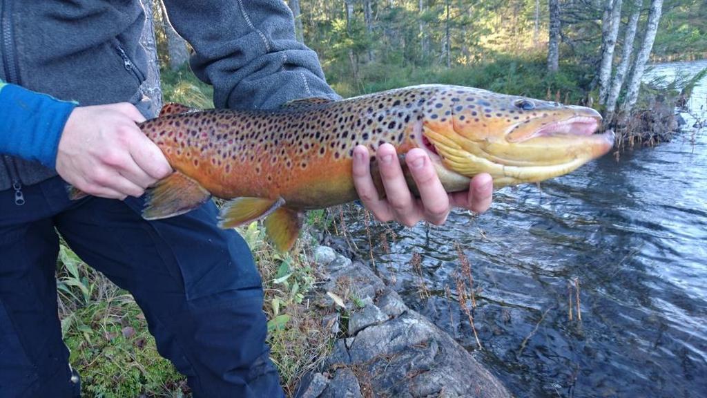 Fiskeutvalget I 2016 har fiskeutvalget hatt 15 aktive medlemmer som har bidratt positivt for innbyggerne i Rælingen og omegn.