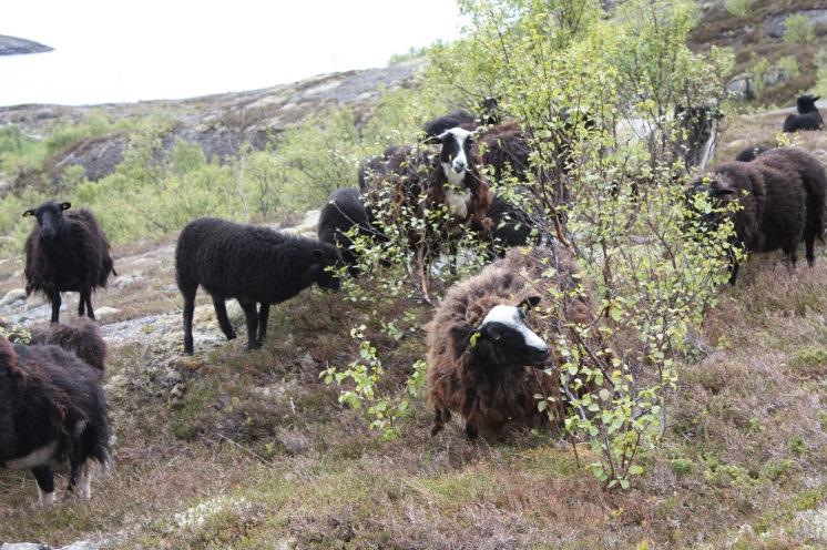 Den er svært nøysom, og kan livnære seg om vinteren ved beite i kystlynghei.