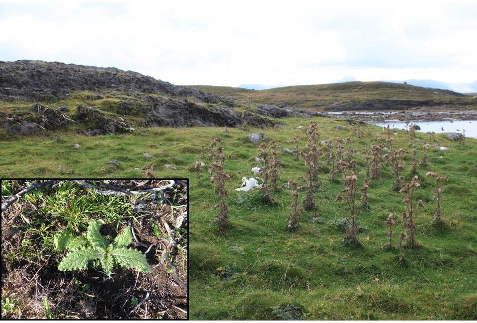 3 Driftsformer ved hold av GNS GNS-besetninger langs Nordlandskysten holdes som regel på utegang.