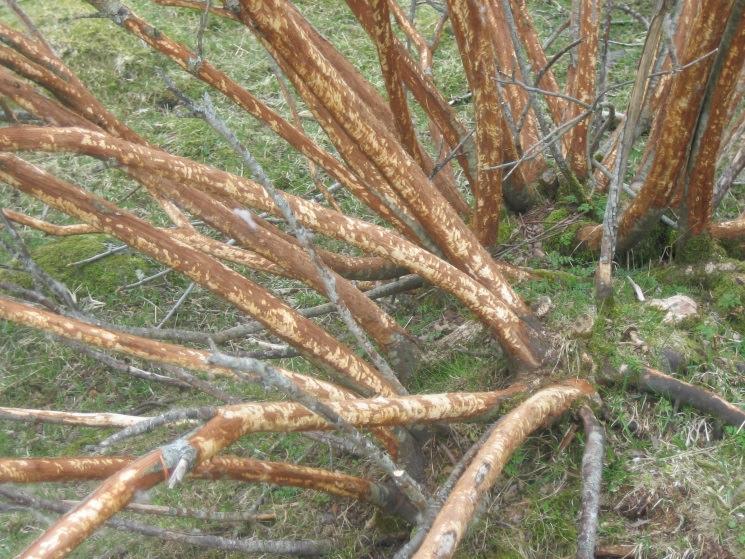 Fig. 8: Sauene har gnagd på seljebarken som er rik på mineraler og fiber (foto: NLR Helgeland). 12 Produksjon av tilskuddsfôr Fig.