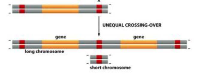 mitotisk deling i fosteret (trisomi redning). 11. (4) LINEs er en klasse av repeterte sekvenser som tilsammen utgjør over 20% av den humane genomsekvensen.