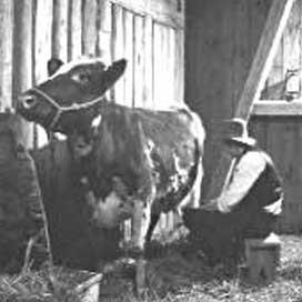 Norske Melkeprodusenters Landsforbund (NML) opprettes 1925 Første kvalitetsmerke Firkløvermerket etableres 1928 Harde tider og