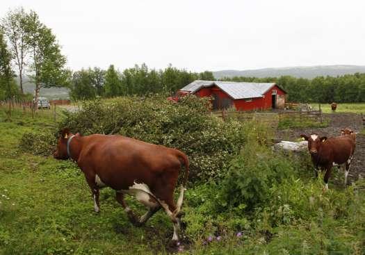 Smedåsvollen i Storvollia.