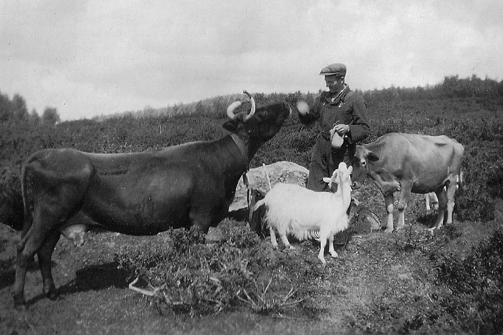 Udat. Alf Østgaard på beite nær